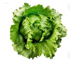 Sementes De Alface Am. Betty Pelitizadas Kit Com 1.000un Sementes De Alface Am. Betty Pelitizadas Kit Com 1.000un