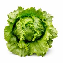 Sementes de Alface Americana 500 Sementes Alta Germinação para Hortas, Vasos e Estufas