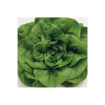 Sementes de Alface Baba de Verão Manteiga 700mg - Feltrin Sementes de Alface Baba de Verão Manteiga 700mg - Feltrin