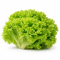 Sementes de Alface Crespa 500 Sementes Alta Germinação para Plantio em Hortas e Vasos Sementes de Alface Crespa 500 Sementes Alta Germinação para Plantio em Hortas e Vasos