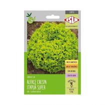 Sementes de Alface Crespa Itapua Super 401 -1g Sementes de Alface Crespa Itapua Super 401 -1g
