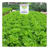 Sementes de Alface Crespa MOANA 5000 Pelets ISLA