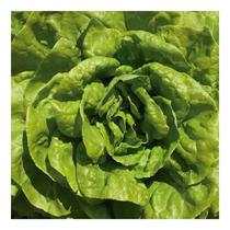 Sementes de Alface Lisa Fortaleza 1000 Sementes Peletizadas