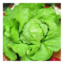 Sementes de Alface Repolhuda Todo Ano Env C/ 5GR Sementes de Alface Repolhuda Todo Ano Env C/ 5GR