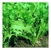 Sementes de Almeirao Toscano Crespo - 1grama