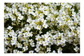 Sementes de Alyssum Branco Flor de Mel Env C/ 200mg
