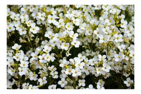 Sementes de Alyssum Branco Ou Flor De Mel - 200mg