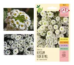 Sementes de Alyssum Flor de Mel Env c/300mg de Sementes