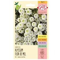 Sementes de Alyssum Flor de Mel ISLA Sementes de Alyssum Flor de Mel ISLA