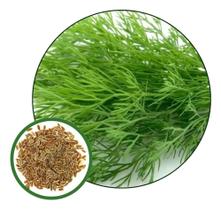 Sementes de Aneto/Dill/Endro 400mg Sementes de Aneto/Dill/Endro 400mg