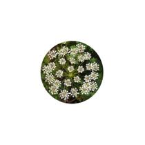 Sementes de Anis Ou Erva Doce C/ 150mg de sementes