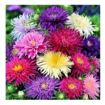 Sementes de Aster da China Buque Sortida Unicum - Env C/ 400mg de Sementes