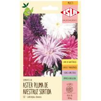 Sementes de Aster da China Pluma de Avestruz Sortida ISLA Sementes de Aster da China Pluma de Avestruz Sortida ISLA