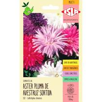 Sementes de Aster Pluma de Avestruz Sortida 350mg
