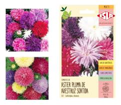 Sementes de Aster Pluma de Avestruz Sortida Env C/ 300mg de Sementes