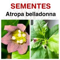 Sementes de Atropa belladonna (Deadly NightShade)