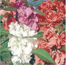 Sementes de Balsamina Sortida