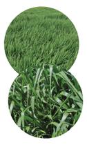 Sementes de Brachiaria Brizantha CV. MG19 Oasis - 600gr