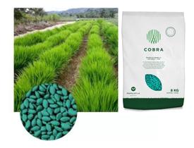 Sementes de Brachiaria Hibrida Cobra 2kg P/ Silagem Gado De Corte