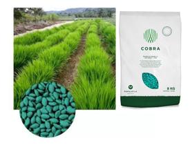 Sementes de Brachiaria Hibrida Cobra 400gr