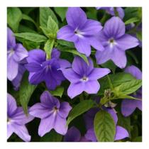 Sementes de Brovalia Ametista Azul Env C/ 100mg de Sementes