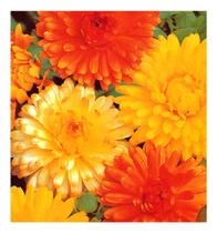 Sementes de Calendula Dobrada Sortida Env C/ 350mg