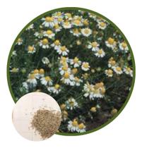 Sementes de Camomila 120mg