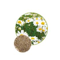 Sementes de Camomila Ou Maçanilha 120mg Sementes de Camomila Ou Maçanilha 120mg