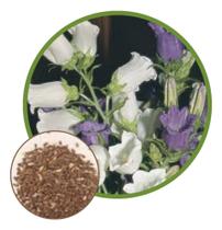 Sementes de Campânula Dobrada Sortida 100mg Sementes de Campânula Dobrada Sortida 100mg