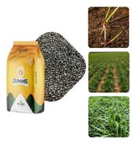 Sementes de Capim Dunamis VC80 - 200g Sementes de Capim Dunamis VC80 - 200g