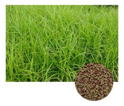 Sementes de Capim Vaquero Pac C/ 200gr