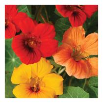 Sementes de Capuchinha Ana Majus Sortida - 50gr