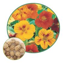 Sementes de Capuchinha Anã Sortida 1,30g