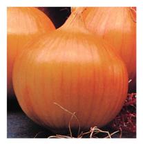 Sementes de Cebola Ipa 11 Lata C/ 500gr de Sementes Sementes de Cebola Ipa 11 Lata C/ 500gr de Sementes