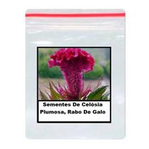 Sementes De Celósia Plumosa, Rabo De Galo 100 unidades Sementes De Celósia Plumosa, Rabo De Galo 100 unidades