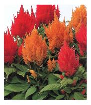 Sementes de Celosia Plumosa Sortida Env C/ 180mg Sementes de Celosia Plumosa Sortida Env C/ 180mg