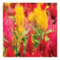 Sementes de Celosia Plumosa Sortida Rabo de Galo Pac c/ 50gr