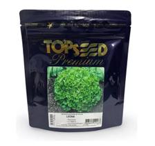 Sementes De Chicória Escarola Leona 2.000 Sementes Topseed Sementes De Chicória Escarola Leona 2.000 Sementes Topseed