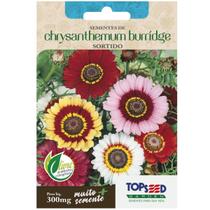 Sementes de Chrysanthemum Burridge (Sortidas) TOPSEED