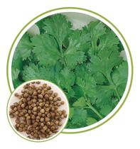 Sementes de Coentro Português 100G