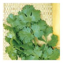 Sementes de Coentro Verdao Pac c/ 500gr