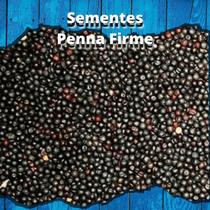 Sementes de Colza - 1Kg Sementes de Colza - 1Kg