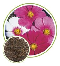 Sementes de Cosmea Sensação 450mg - SEEDS Sementes de Cosmea Sensação 450mg - SEEDS