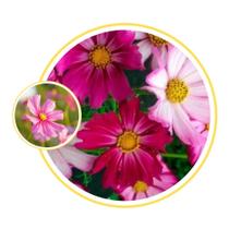 Sementes de Cosmo Jardim 450mg Sementes de Cosmo Jardim 450mg