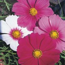 Sementes de Cosmos de Jardim Cosmea Sensação Sortida 300mg de Sementes Sementes de Cosmos de Jardim Cosmea Sensação Sortida 300mg de Sementes