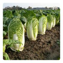 Sementes de Couve-Chinesa PE-TSAI - 30g