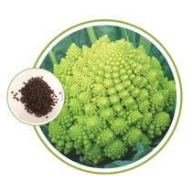 Sementes de Couve Flor Romanesco - 6gr de Sementes