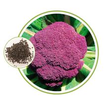 Sementes de Couve-Flor Roxa / 2,50gr de Sementes Sementes de Couve-Flor Roxa / 2,50gr de Sementes