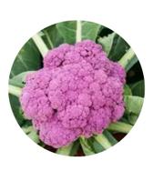 Sementes de Couve-Flor Roxa - 2,5g de Sementes Super Sementes de Couve-Flor Roxa - 2,5g de Sementes Super