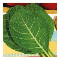 Sementes de Couve Manteiga da Georgia Pac c/ 50gr